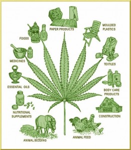 Utilisation du chanvre. Source: @Hemplanet.in Cabbage.jpg