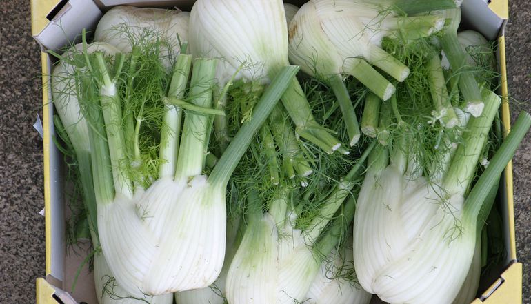 Cabbage.jpg