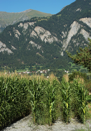 Maisfeld