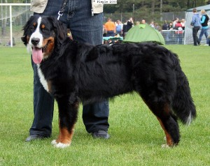 Berner Sennenhund