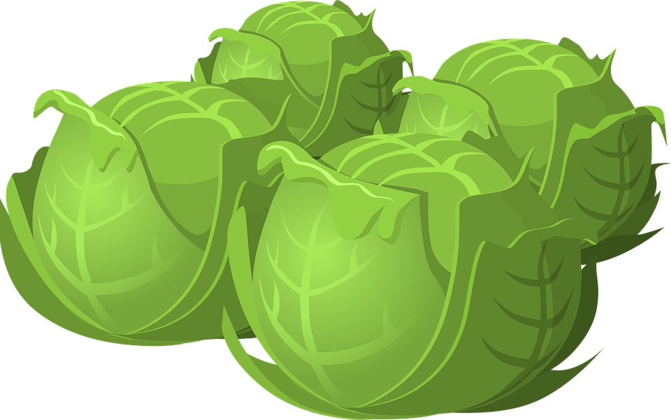 Cabbage.jpg