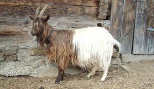 Chèvre col fauve (Image: ProSpecieRara)